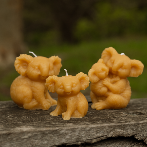 Koala Candles