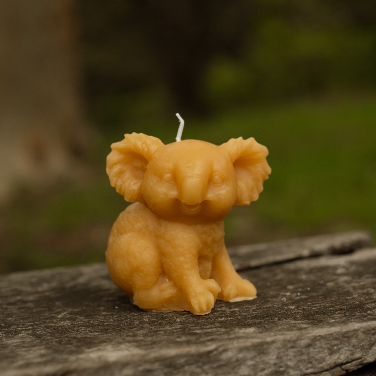 Koala Candles