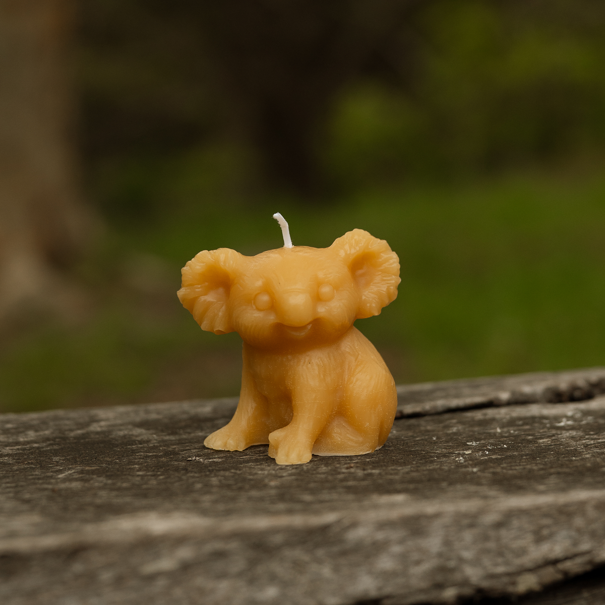 Koala Candles